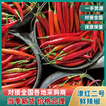 【精品】山西应县津红二号鲜辣椒大量上市承接全国走货