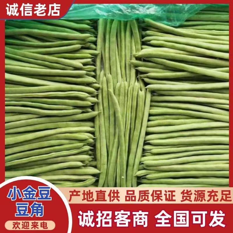 【精品】山西豆角小金豆形条好一手货源全国发货