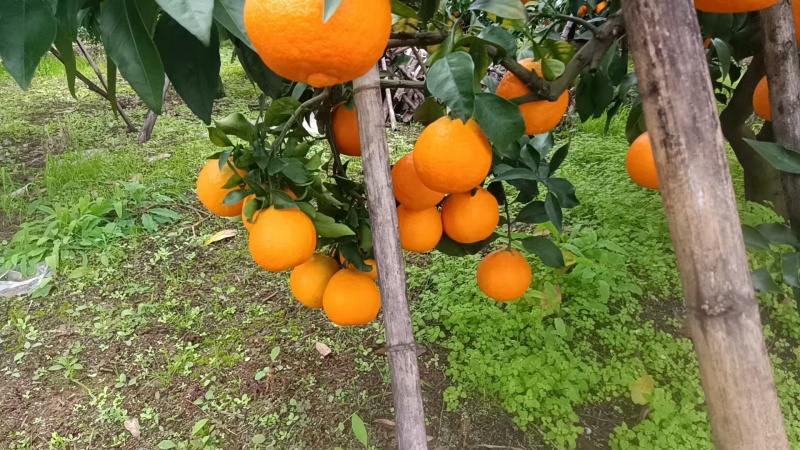 大量青见感觉上市产地直发价格优惠支持视频看货来电洽谈
