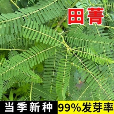 田箐种子