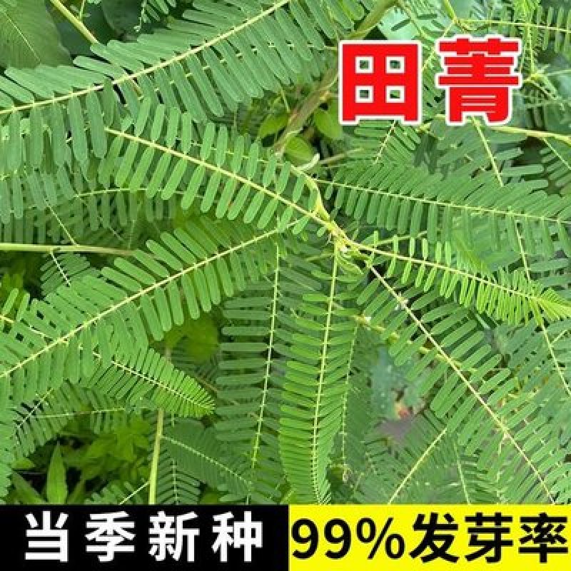 田箐种子