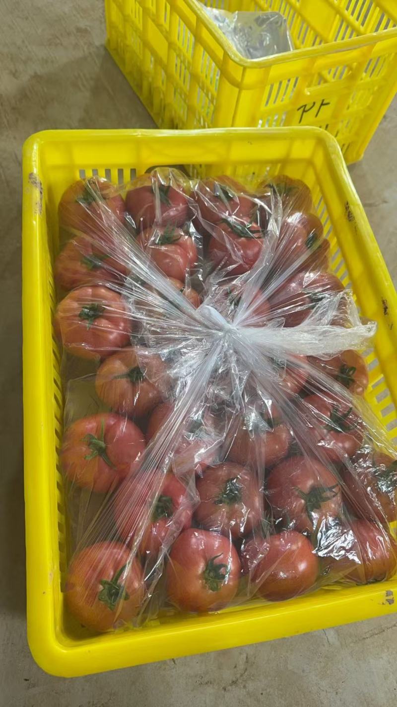 泾阳普罗旺斯西红柿🍅沙瓤爆汁酸甜爽口地标认证果型饱满