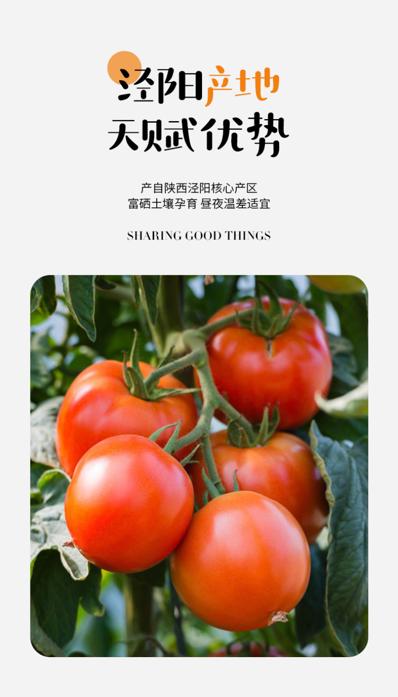 泾阳普罗旺斯西红柿🍅沙瓤爆汁酸甜爽口地标认证果型饱满
