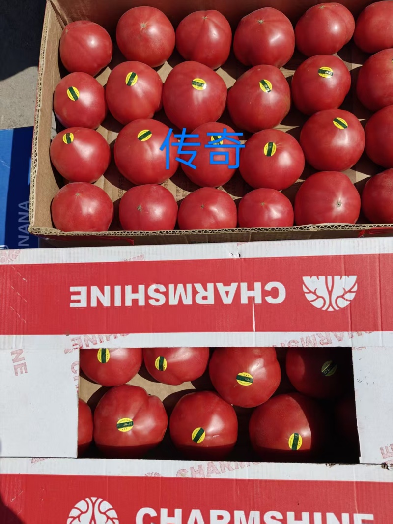 吉利西红柿口感西红柿传奇904朗一产地直发