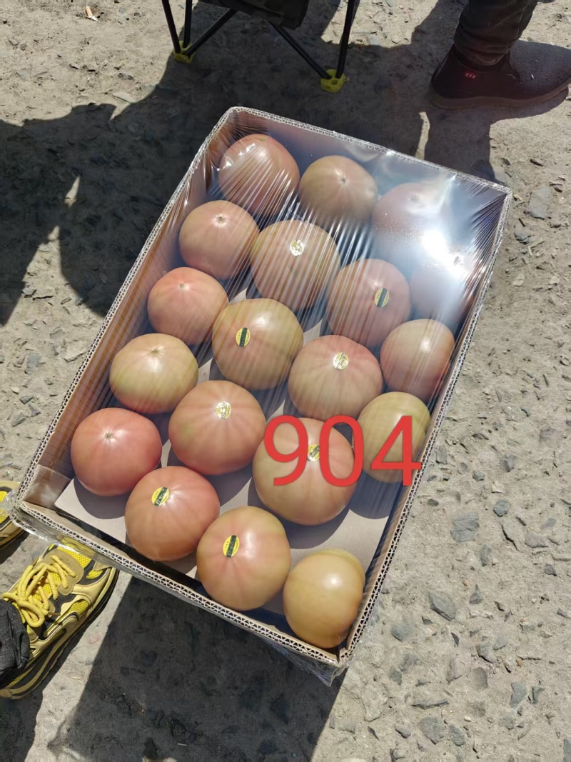吉利西红柿口感西红柿传奇904朗一产地直发