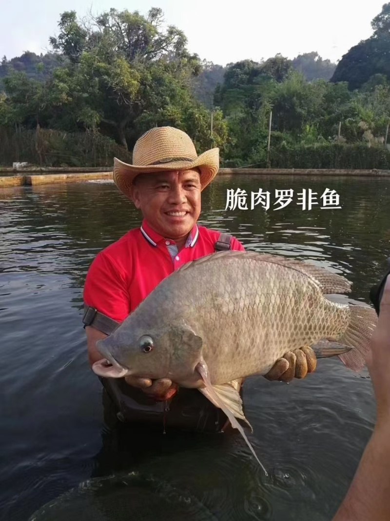 广东脆肉罗非鱼基地一手货源全国发货可视频看货