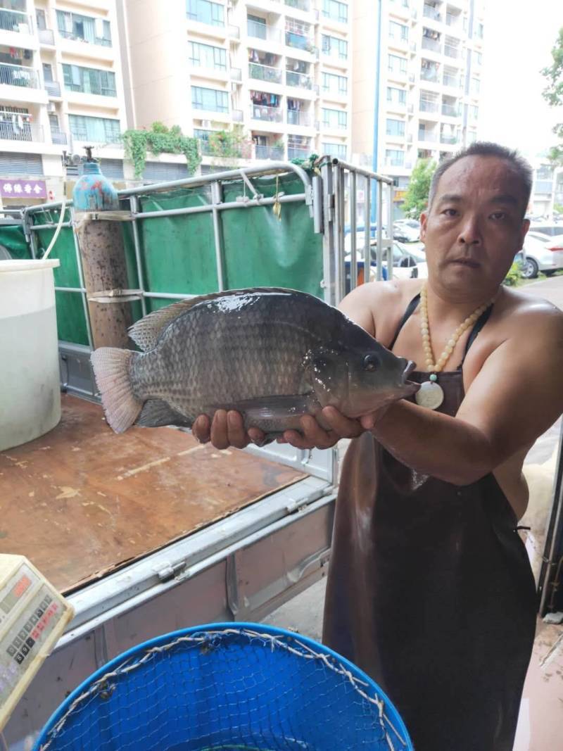 广东脆肉罗非鱼基地一手货源全国发货可视频看货