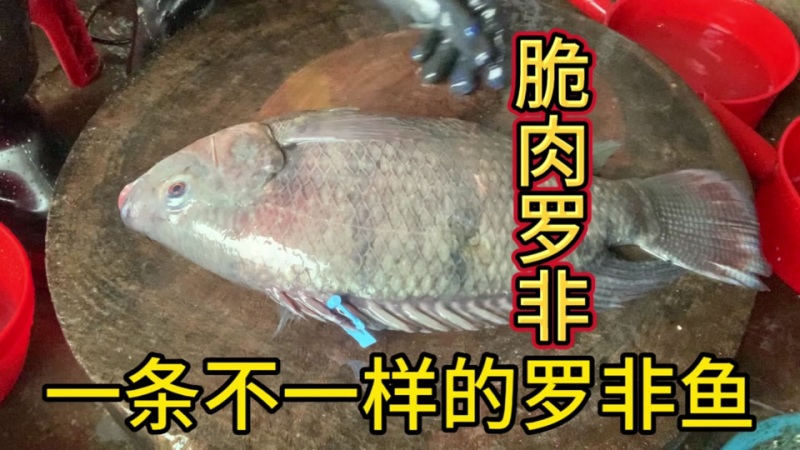 广东脆肉罗非鱼基地一手货源全国发货可视频看货