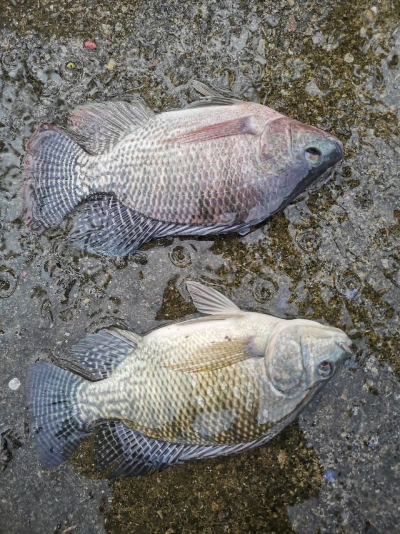 广东脆肉罗非鱼基地一手货源全国发货可视频看货