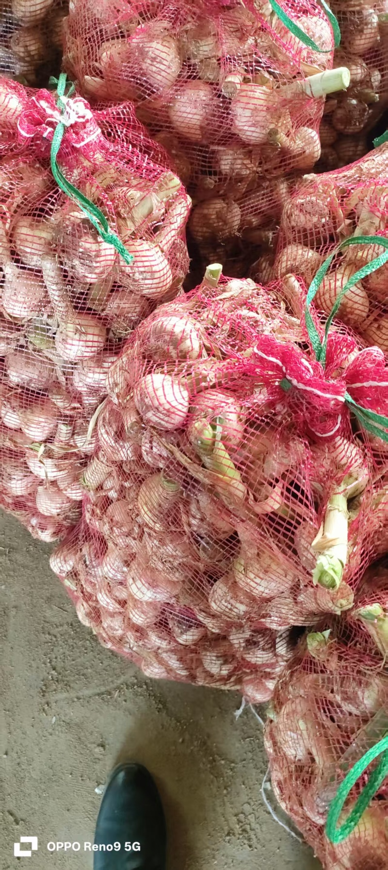 山东临沂白皮大蒜/量大从优货源充足产地直发/欢迎联系