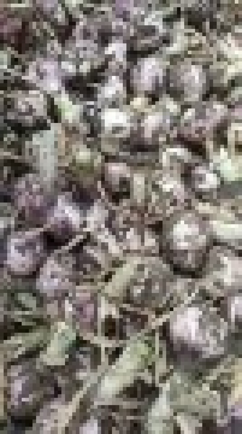 山东临沂精品红皮大蒜/量大从优/一手货源/产地直发