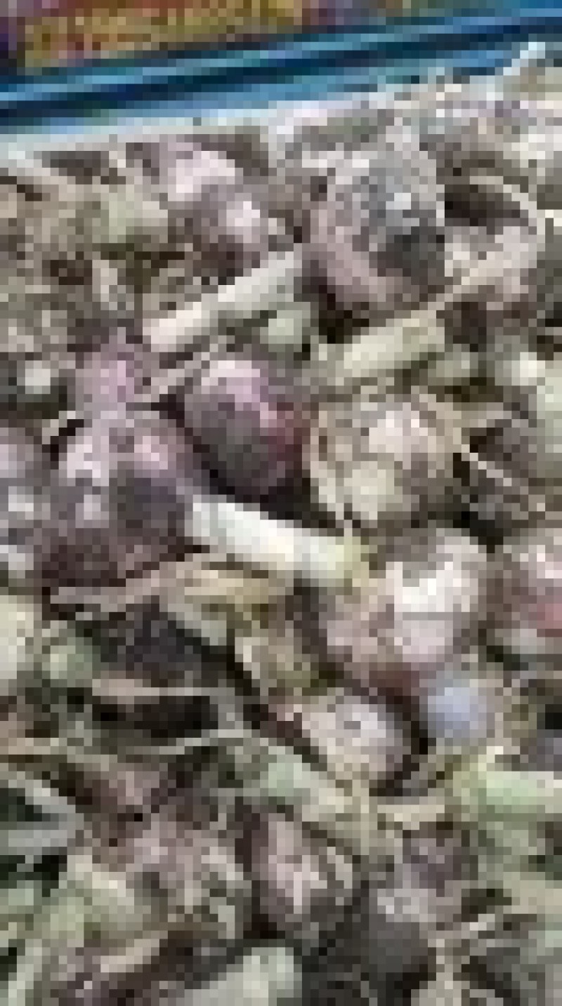 山东临沂精品红皮大蒜/量大从优/一手货源/产地直发