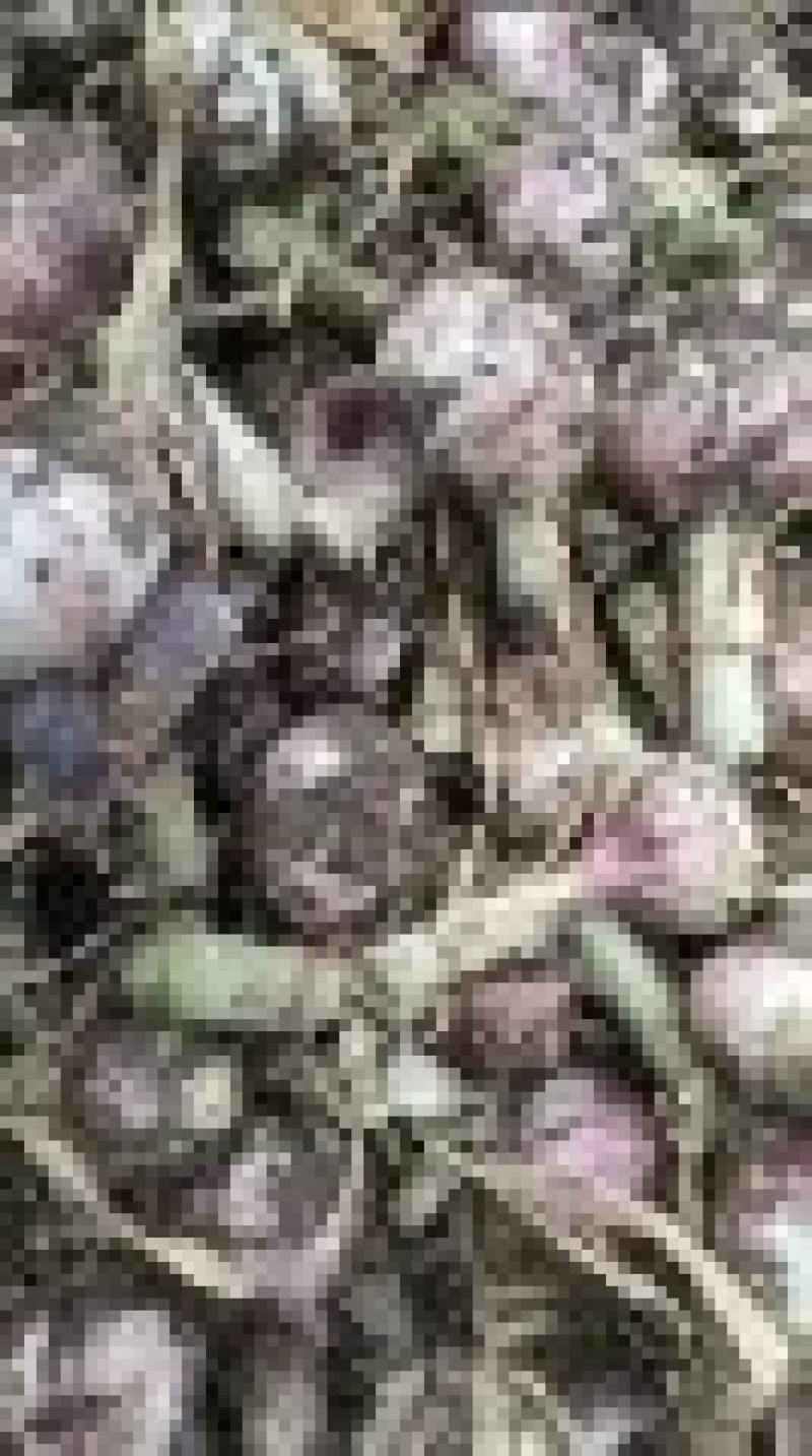 山东临沂精品红皮大蒜/量大从优/一手货源/产地直发