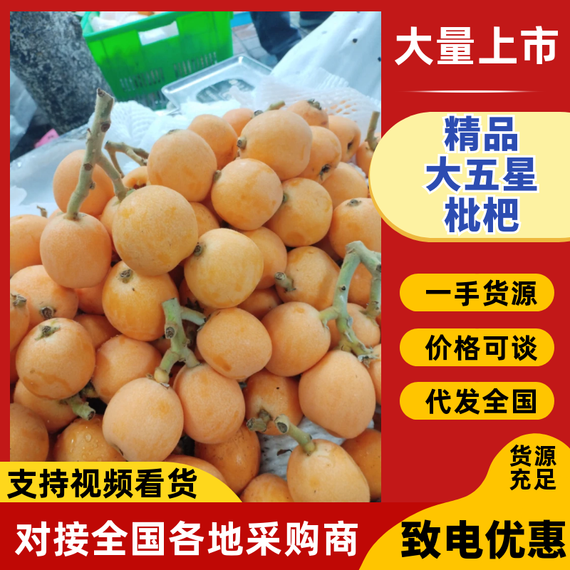 枇杷/四川枇杷/大五星枇杷品质保证诚信经营