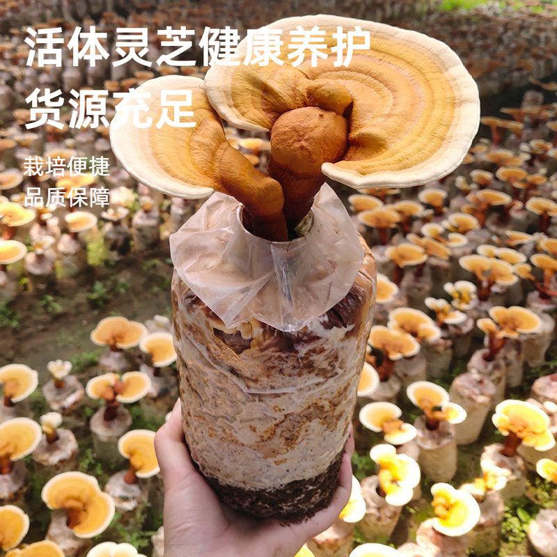 活体灵芝菌包观赏食用两用室内大棚种植专用现货批发