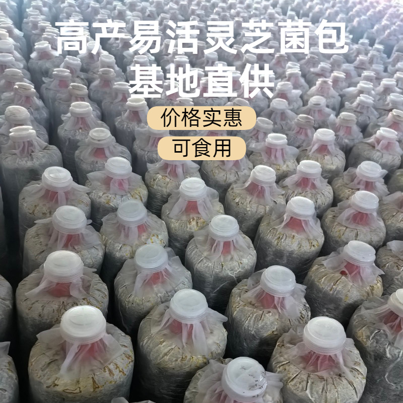 活体灵芝菌包观赏食用两用室内大棚种植专用现货批发