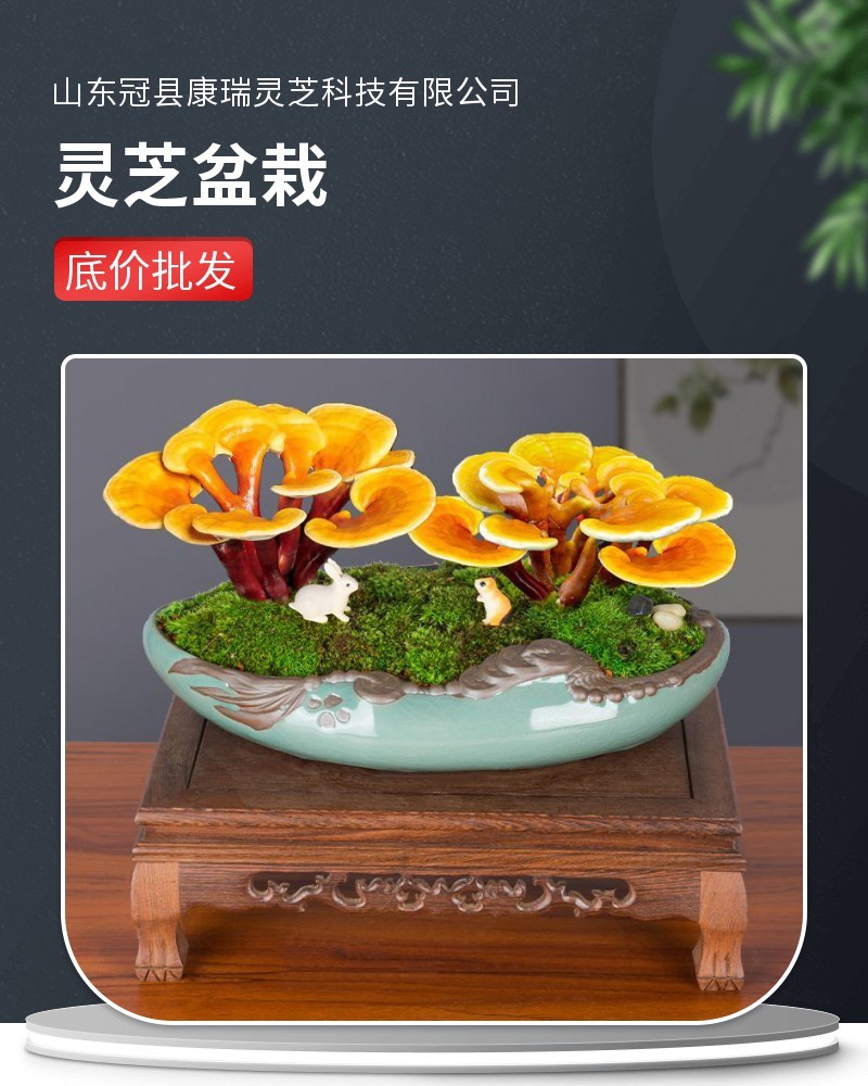 活体灵芝菌包观赏食用两用室内大棚种植专用现货批发