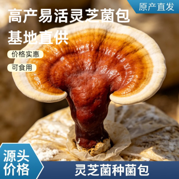 活体灵芝菌种带包发货农场/基地种植提供种植技术