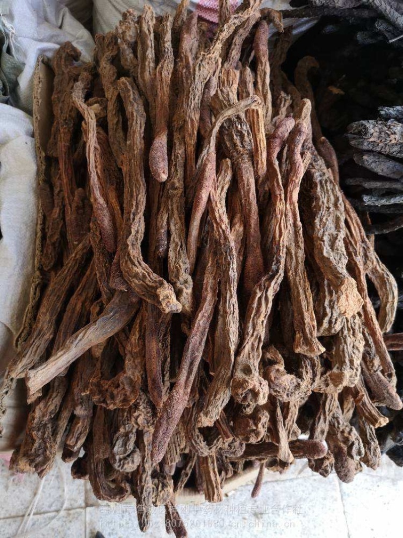 甘肃锁阳自然晾干产地一手货源量大价优可视频