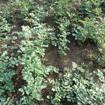 甘肃甘草苗基地直发1年苗量大价优提供种植技术