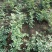 甘肃甘草苗基地直发1年苗量大价优提供种植技术
