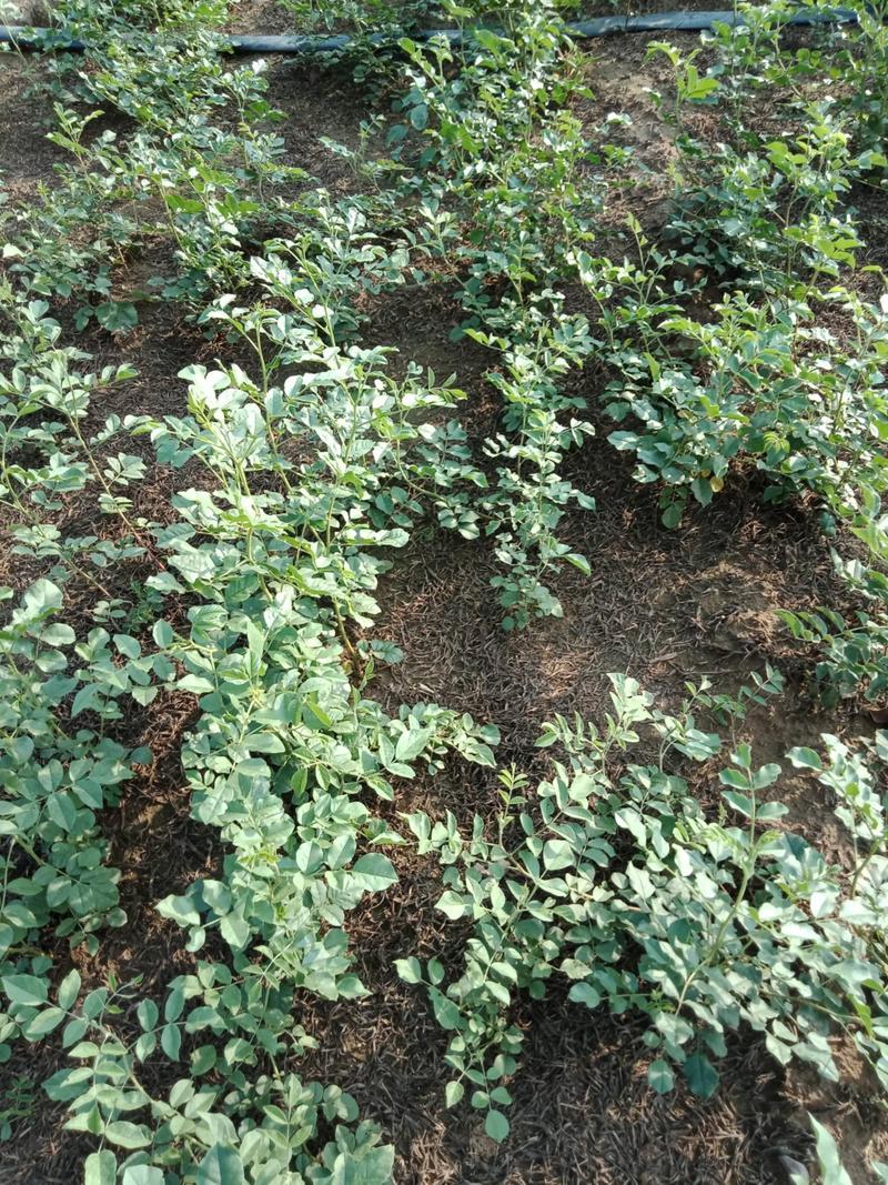 甘肃甘草苗基地直发1年苗量大价优提供种植技术