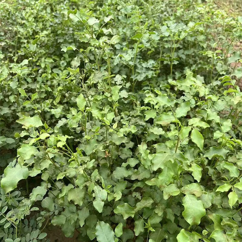 甘肃甘草苗基地直发1年苗量大价优提供种植技术