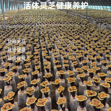 山东冠县基地直供灵芝菌包高成活率灵芝菌棒可食用可观赏