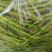 陕西精品青线椒秦岭山中的高山辣椒二荆条产区直发品质保障