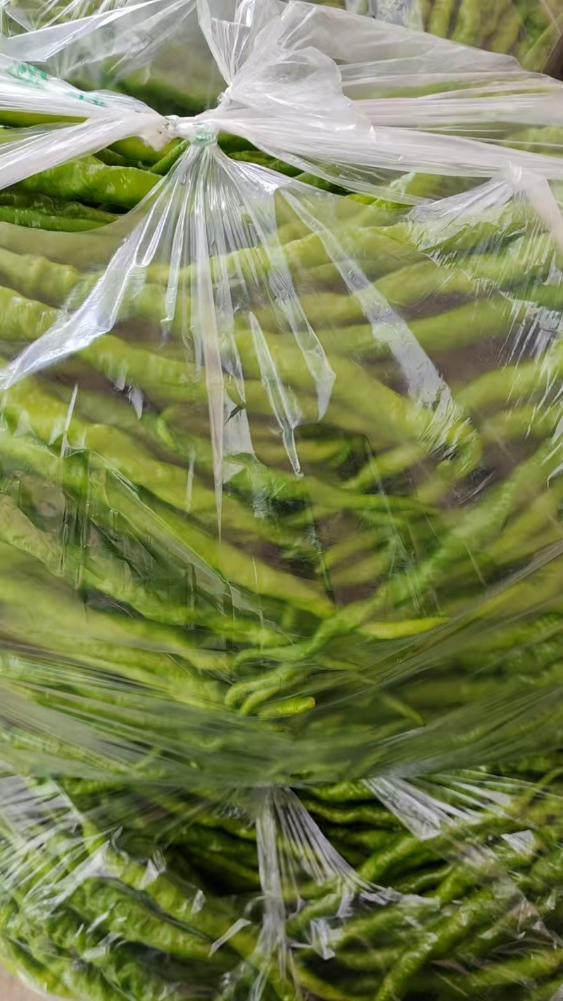 陕西精品青线椒秦岭山中的高山辣椒二荆条产区直发品质保障