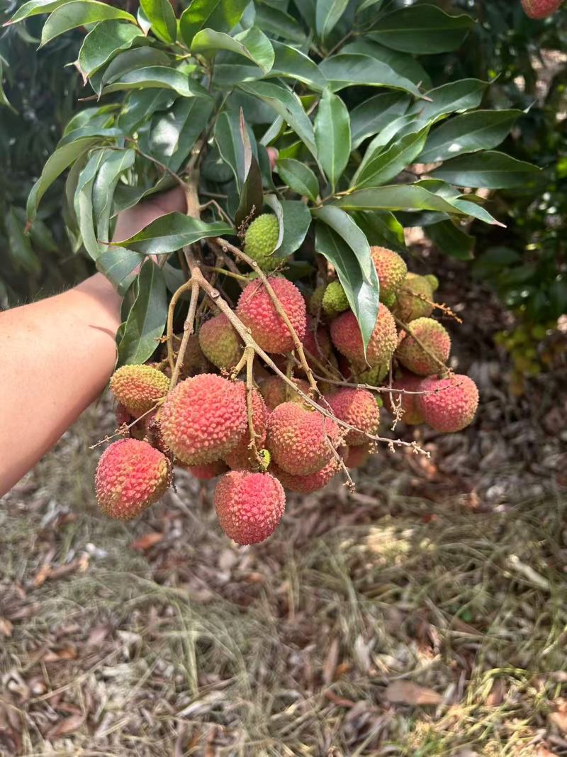 海南妃子笑荔枝大量上市，产地直发，品质保障，价格美丽