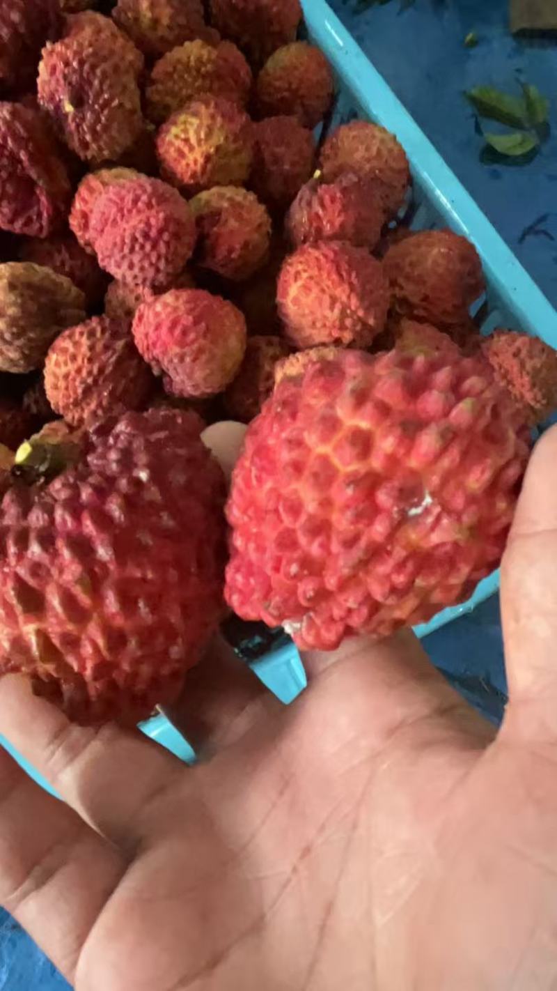 海南妃子笑荔枝大量上市，产地直发，品质保障，价格美丽
