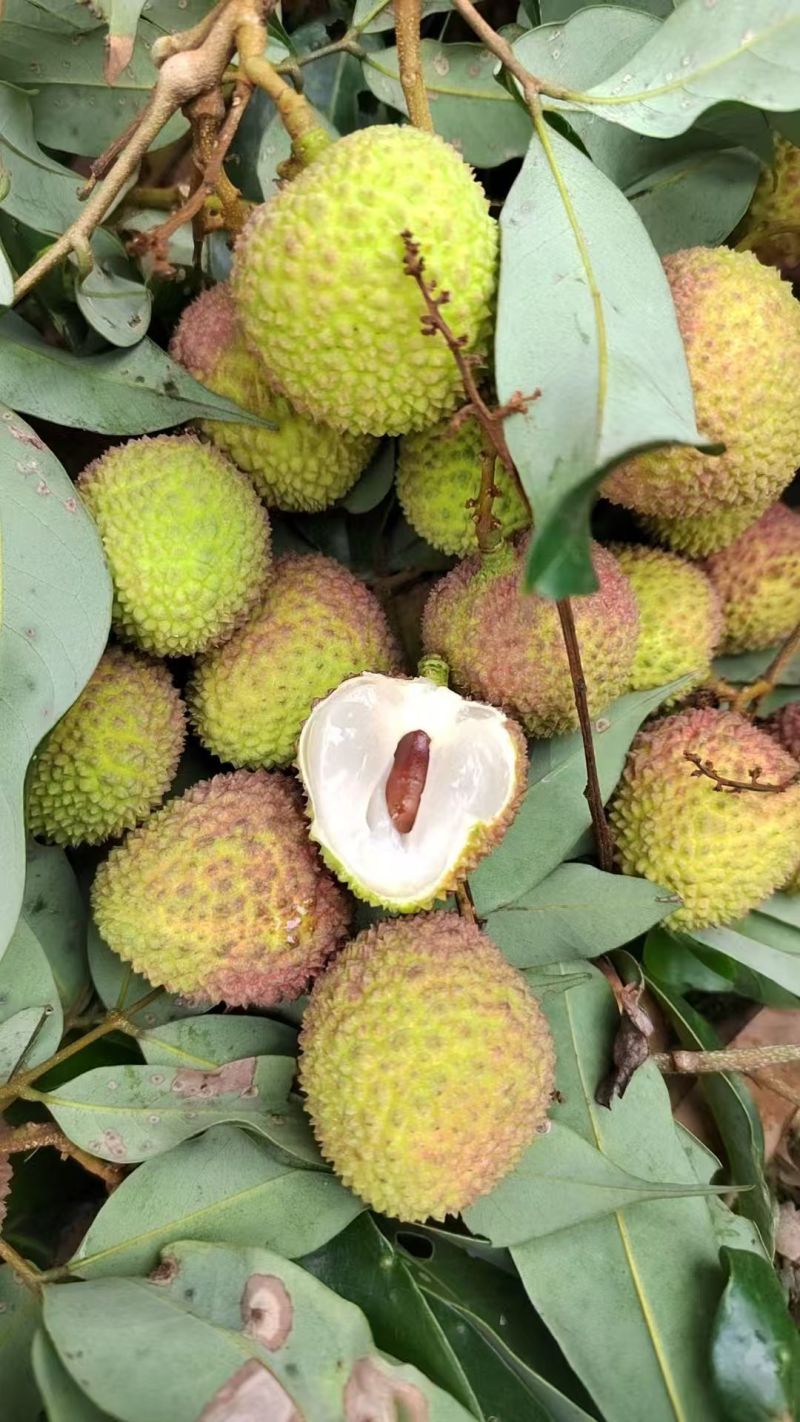 妃子笑荔枝广东茂名荔枝产地直发对接电商商超一件代发