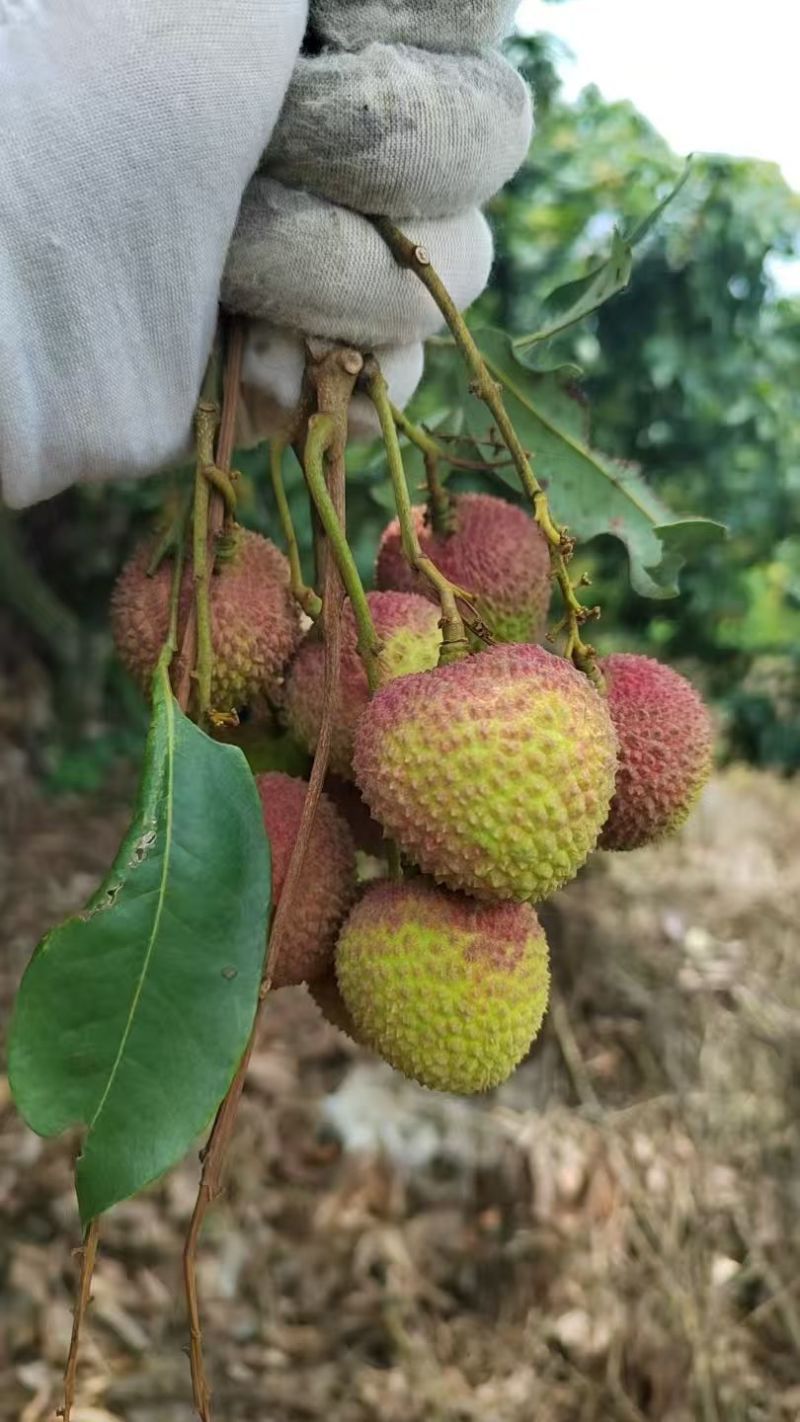 妃子笑荔枝广东茂名荔枝产地直发对接电商商超一件代发