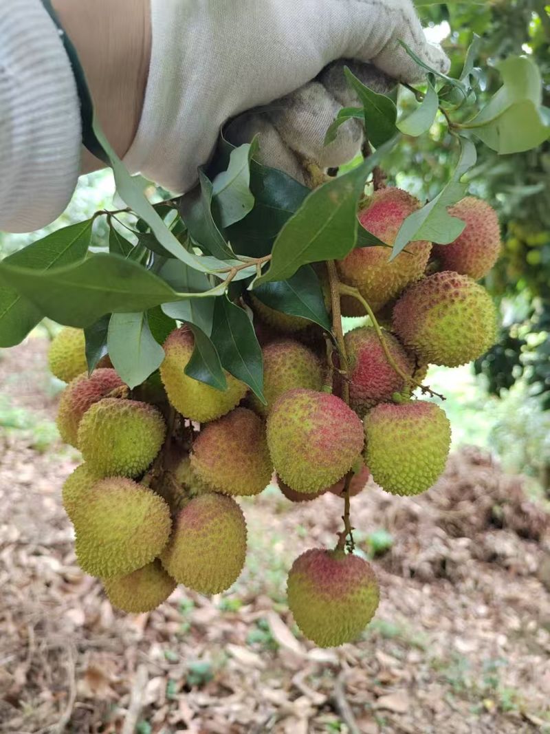 妃子笑荔枝广东茂名荔枝产地直发对接电商商超一件代发