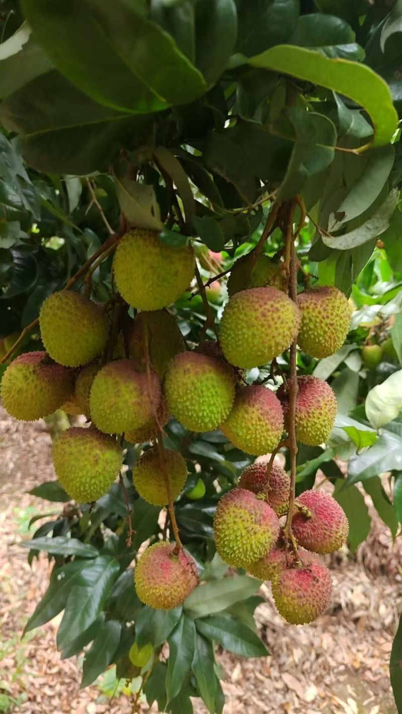 妃子笑荔枝广东茂名荔枝产地直发对接电商商超一件代发
