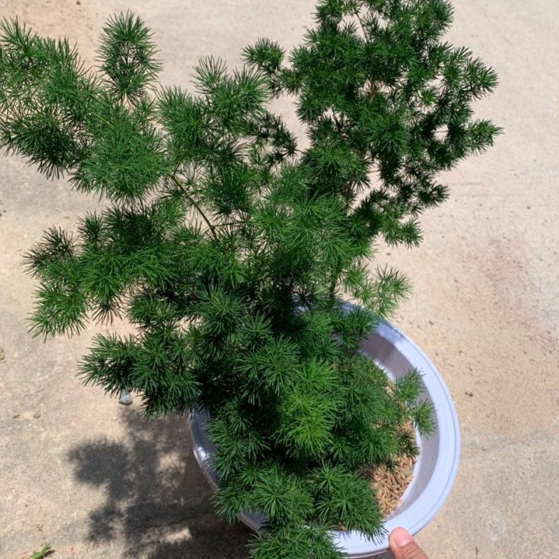 云南昆明宜良县自家种植基地蓬莱松优质松树可视频看货