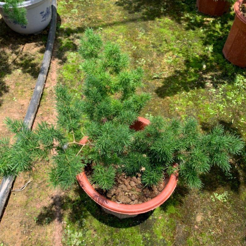 云南昆明宜良县自家种植基地蓬莱松优质松树可视频看货