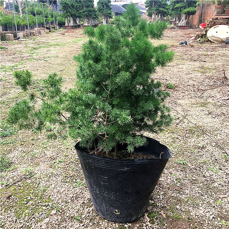 云南昆明宜良县自家种植基地蓬莱松优质松树可视频看货