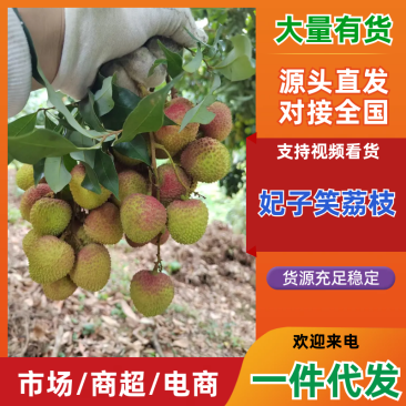 妃子笑荔枝广东茂名荔枝产地直发对接电商商超一件代发