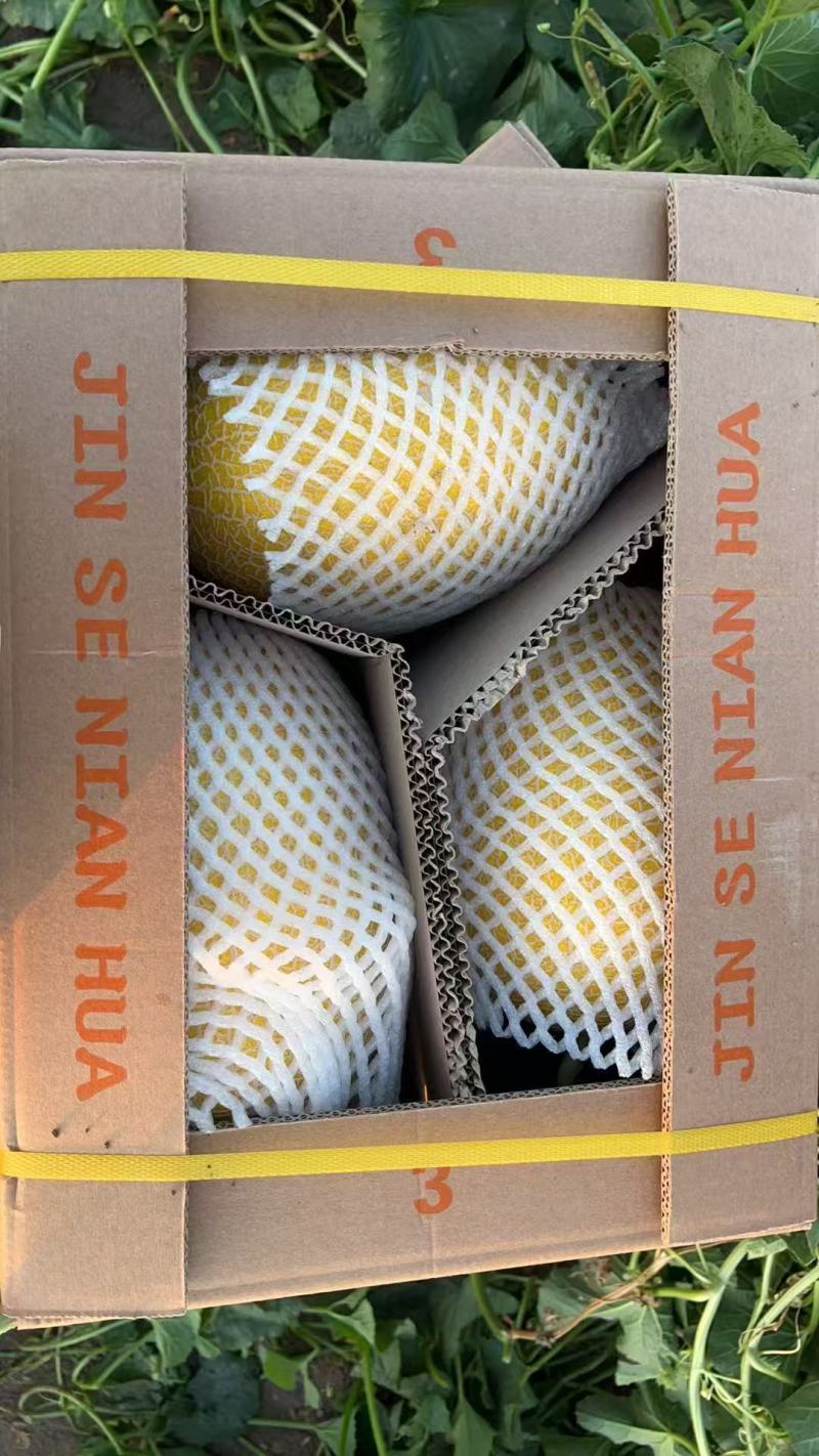 新疆吐鲁番精品哈密瓜金色年华/产地直发量大价优诚信经营
