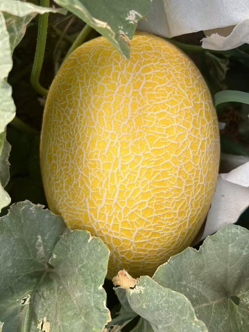 新疆吐鲁番精品哈密瓜金色年华/产地直发量大价优诚信经营