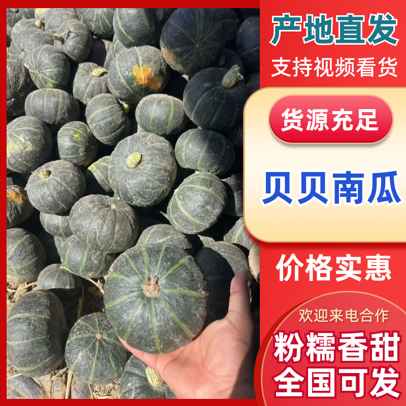 （贝贝南瓜）板栗味南瓜/产地直发/电商，市场供应