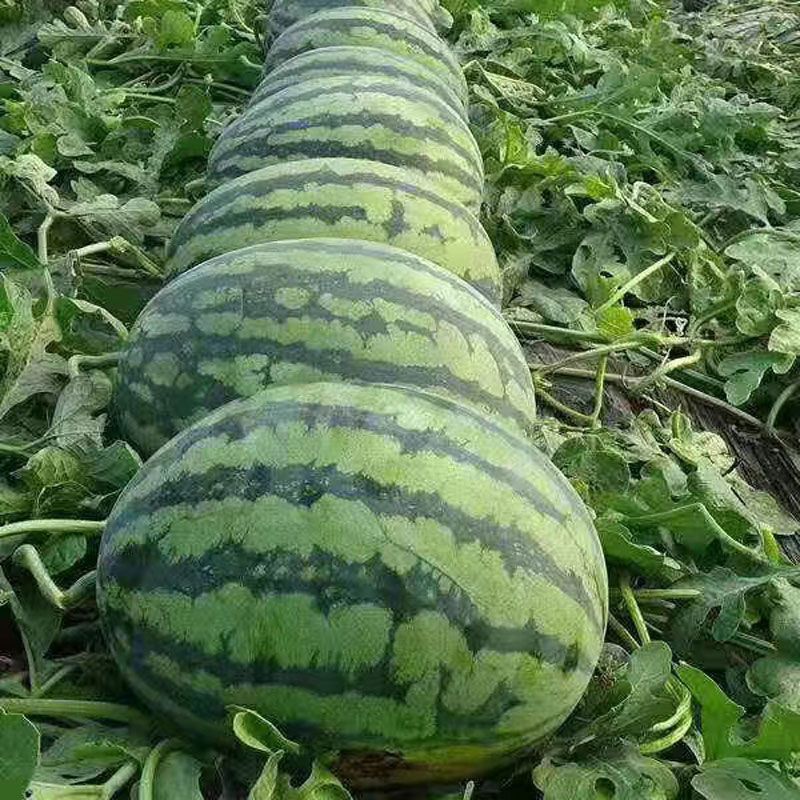新疆吐鲁番精品甜王西瓜/产地直发量大从优欢迎老板来电