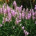 假龙头种子