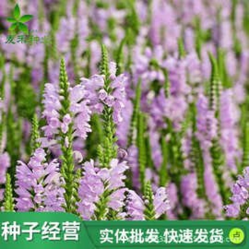 假龙头种子