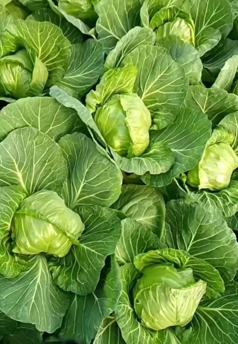 山西面包菜软甘蓝圆包菜基地直供量大从优价格实惠联
