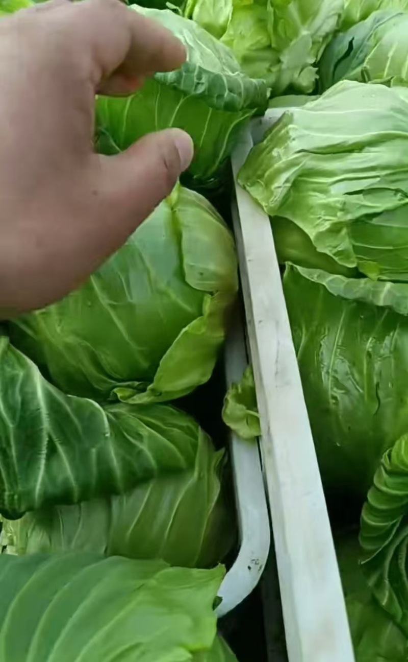 山西面包菜软甘蓝圆包菜基地直供量大从优价格实惠联