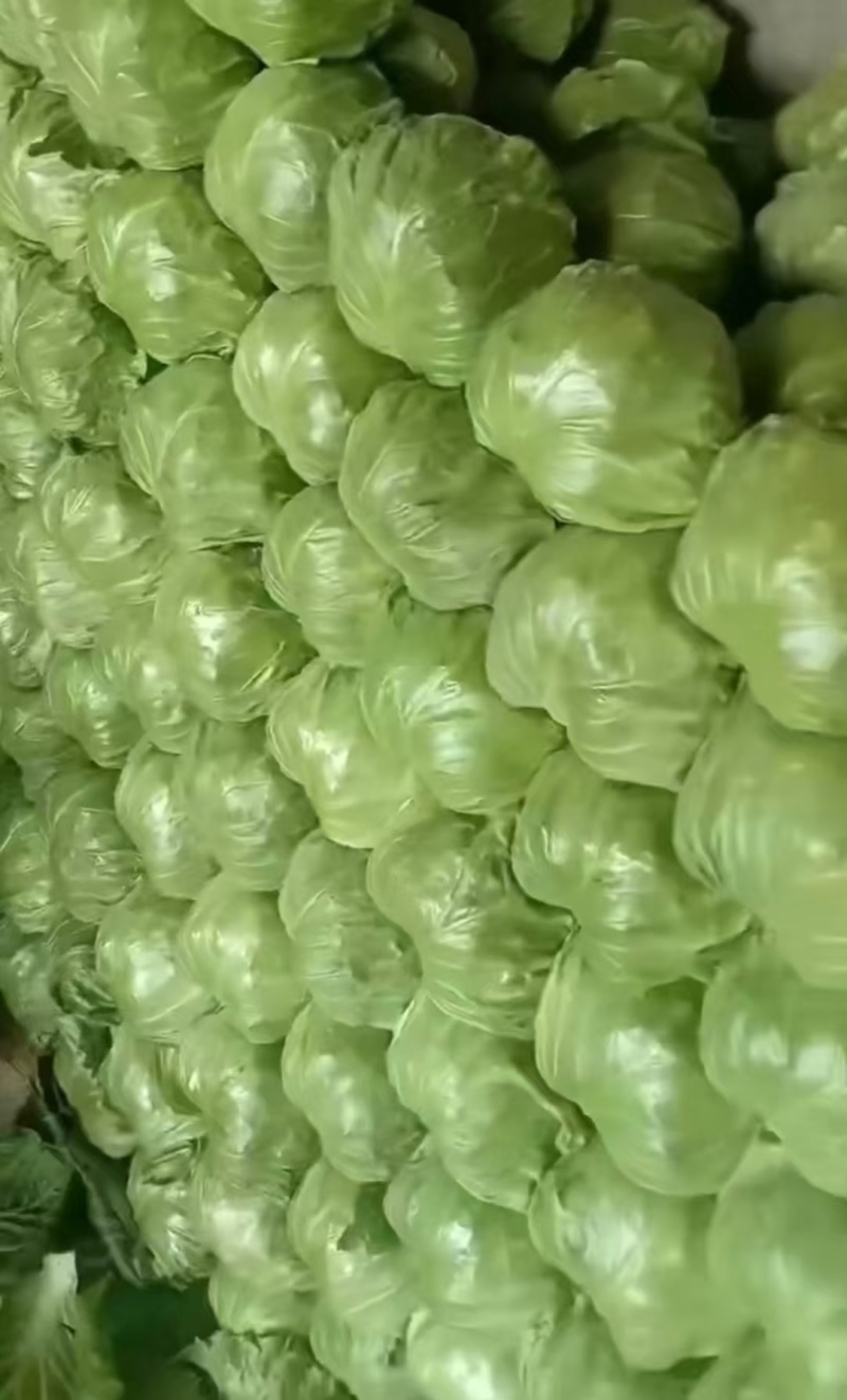 山西面包菜软甘蓝圆包菜基地直供量大从优价格实惠联