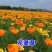 花菱草种子